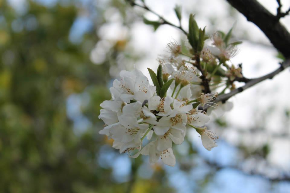 Fiori di ciliegio