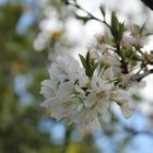 Fiori di ciliegio