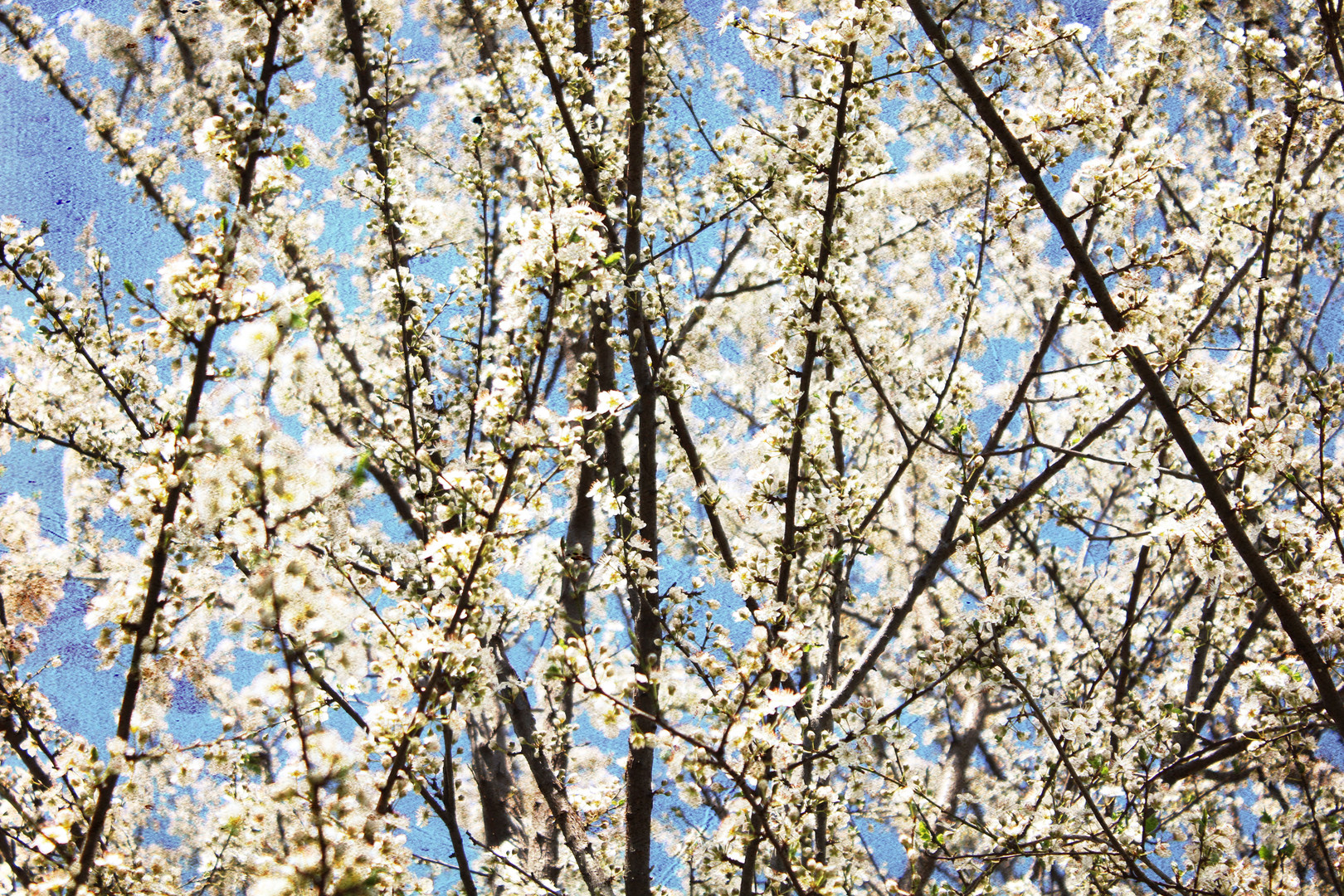 FIORI DI CILIEGIO