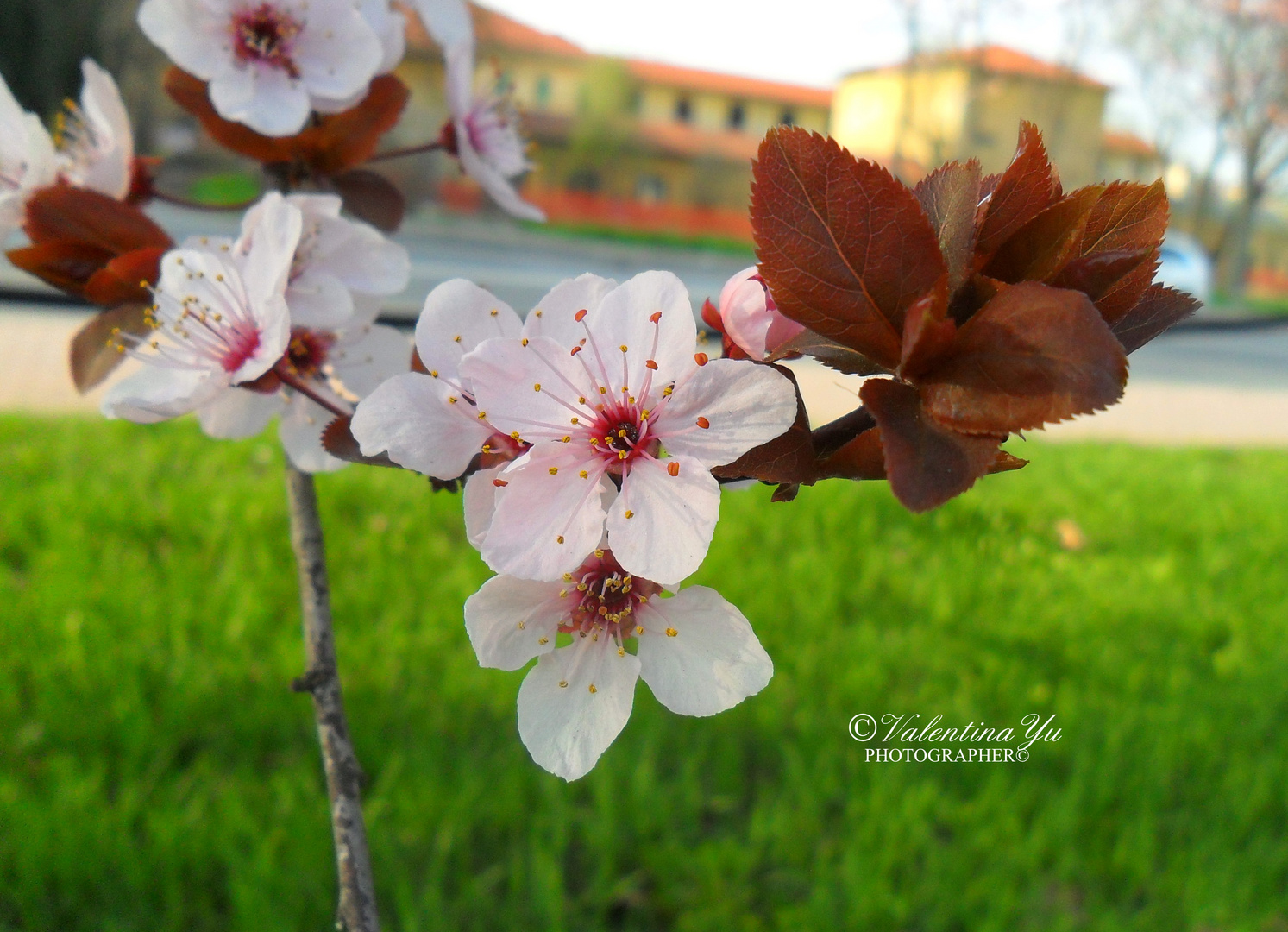 Fiori di ciliegio.