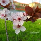 Fiori di ciliegio.