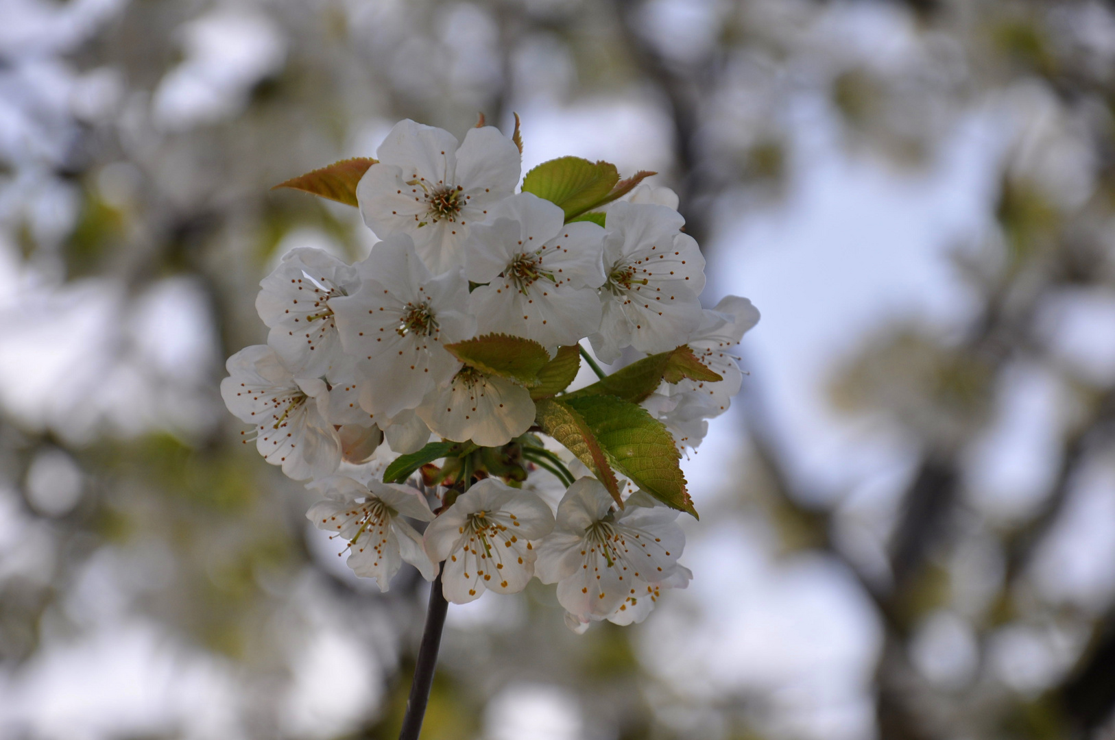 Fiori di ciliegio