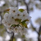 Fiori di ciliegio