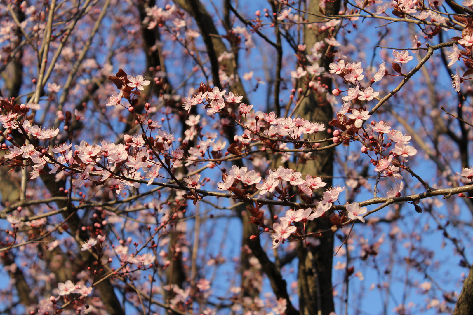 Fiori di ciliegio