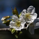 fiori di ciliegio