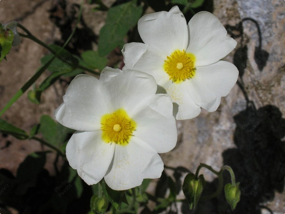 Fiori di cisto femmina (Cistus salvifolius)