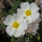 Fiori di cisto femmina (Cistus salvifolius)