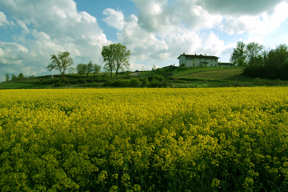 fiori di colza