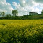 fiori di colza