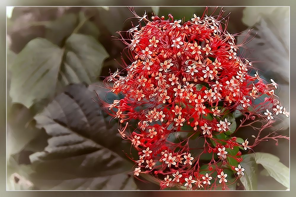 Fiori di Costa Rica