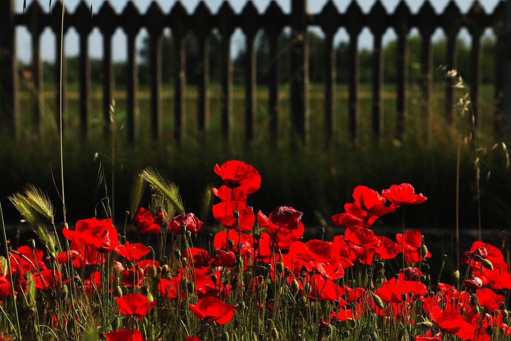 fiori di ferrovia