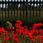 fiori di ferrovia