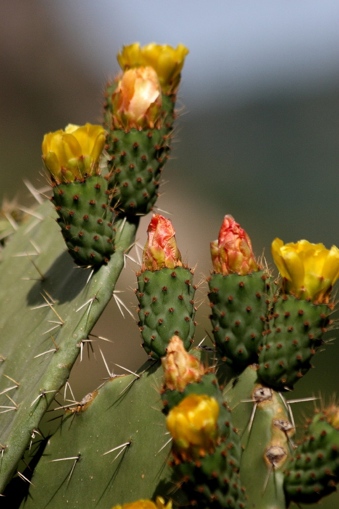 fiori di fico d'india