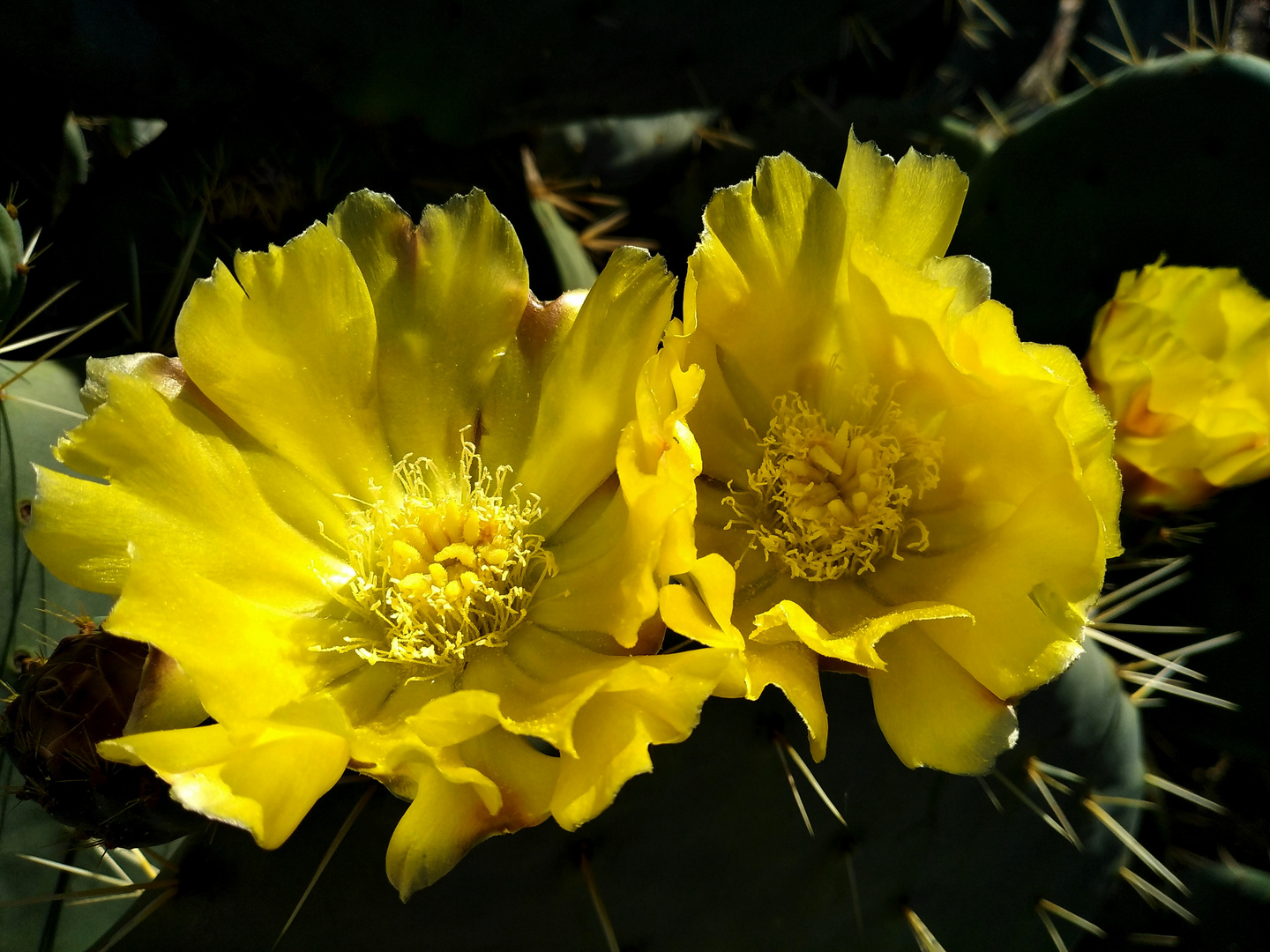 Fiori di ficodindia ornamentale