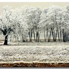 fiori di ghiaccio 2