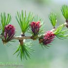 fiori di Larice - Larch flower