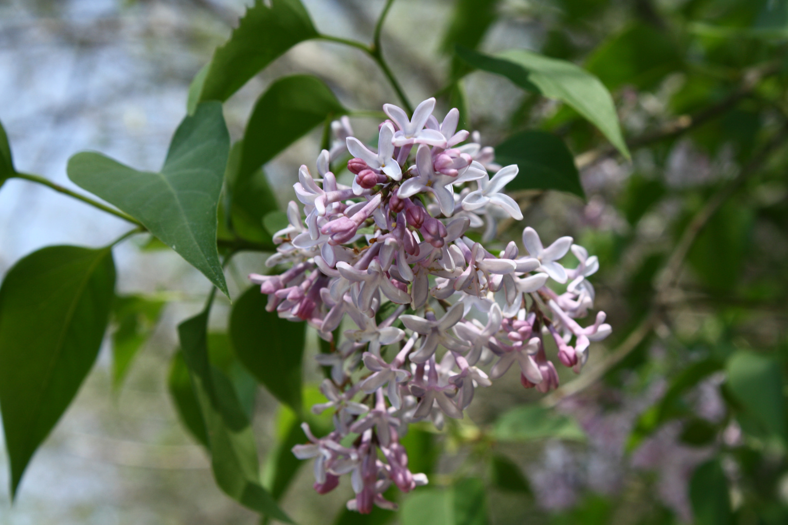 fiori di lillà