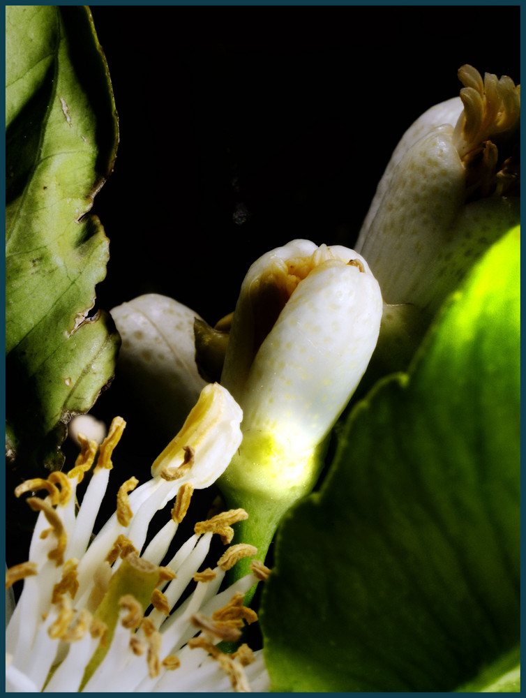 Fiori di limone