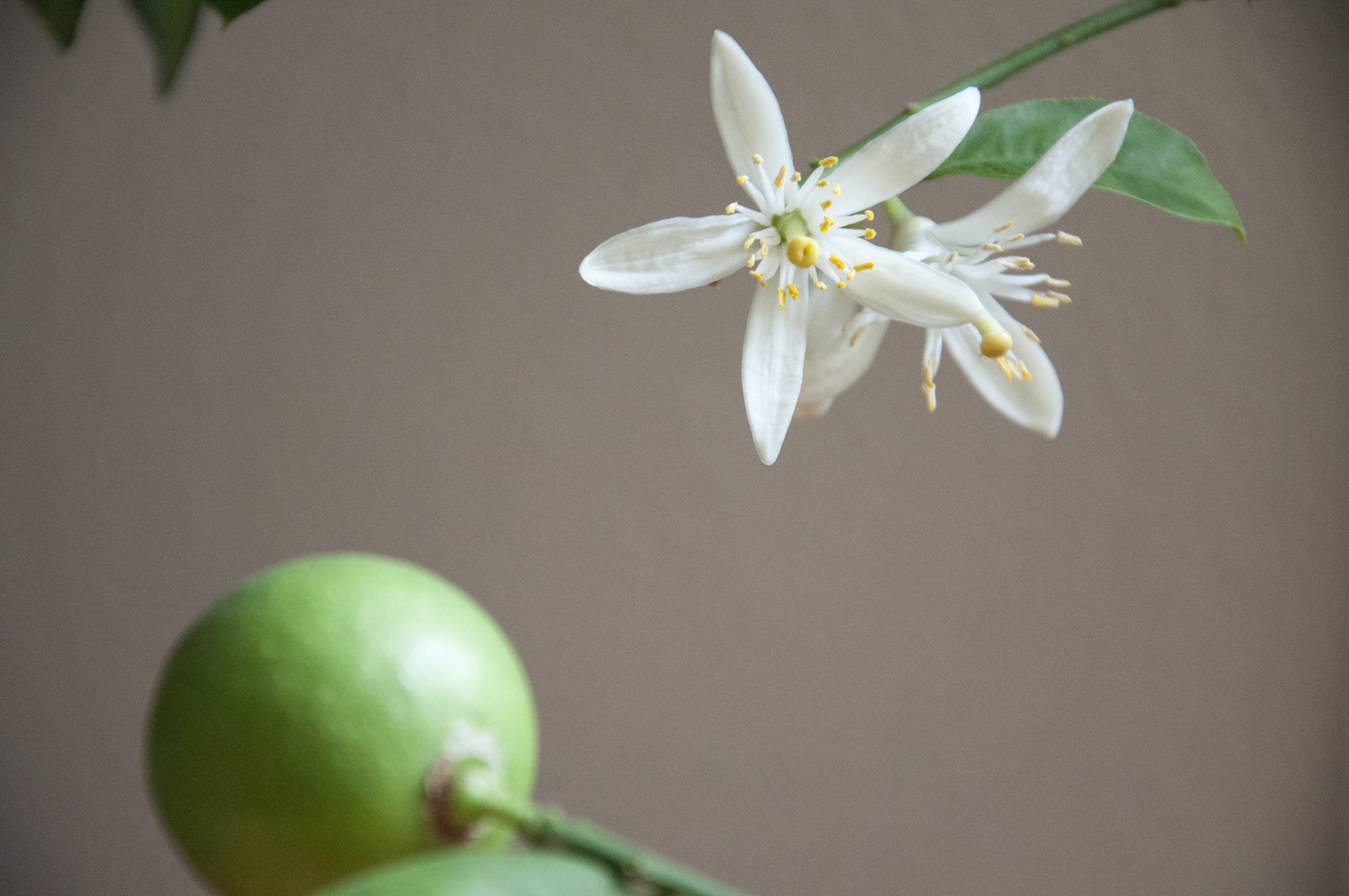 Fiori di limone