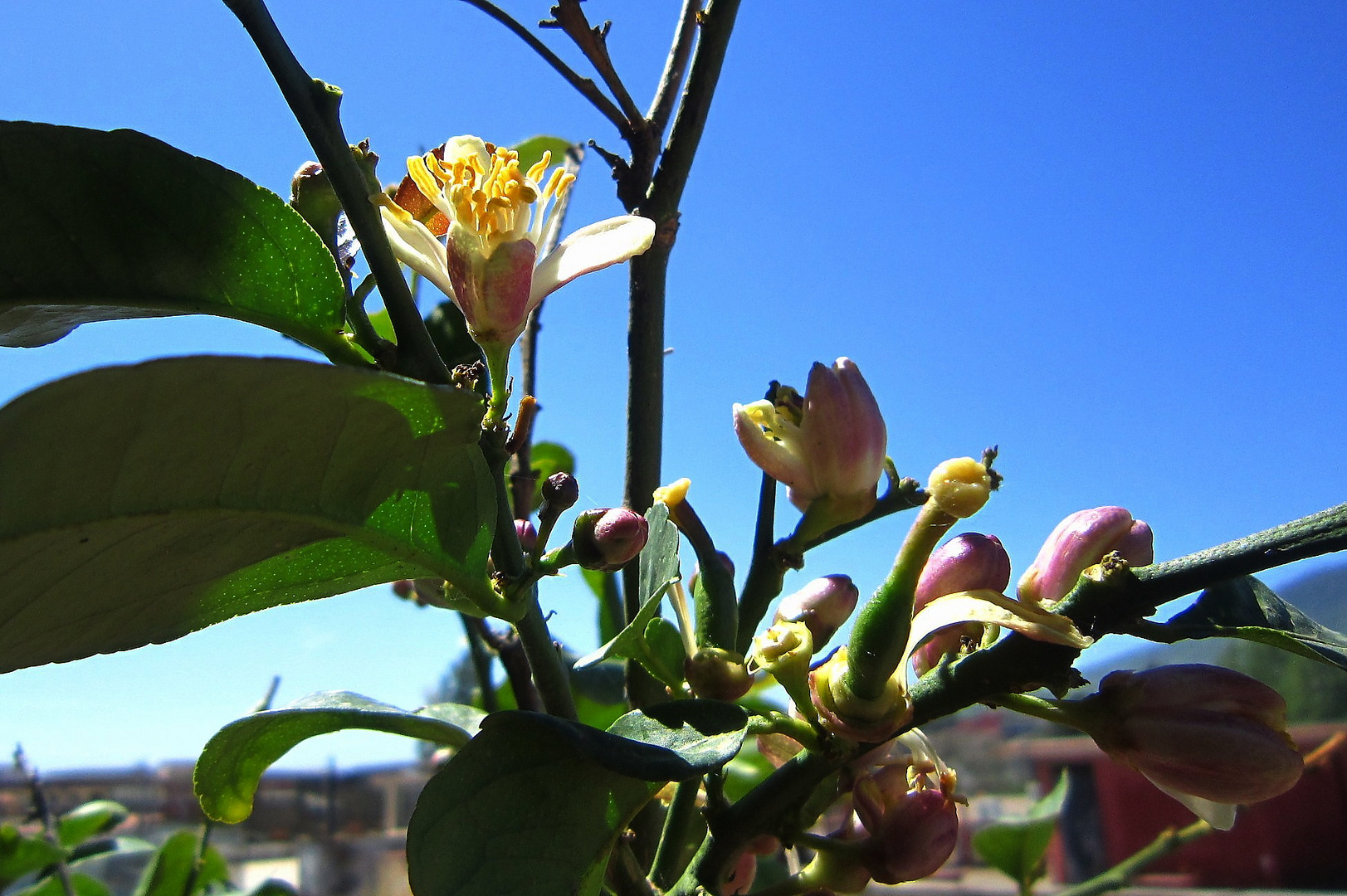 fiori di limone