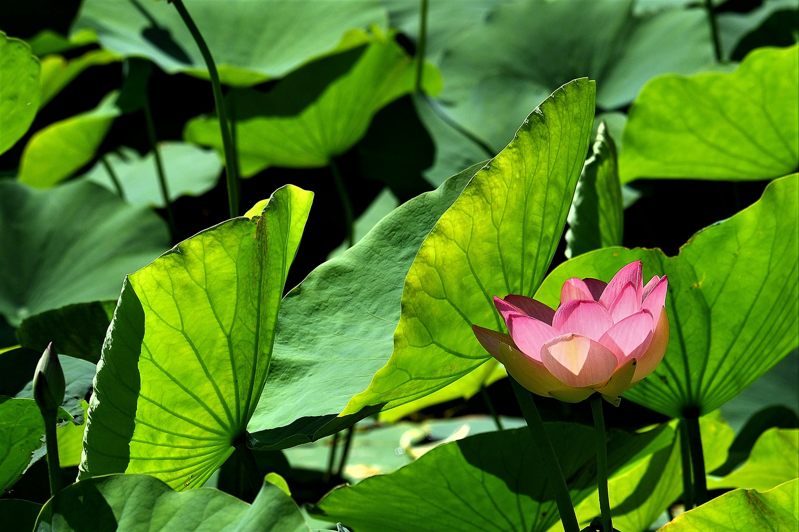 Fiori di Loto