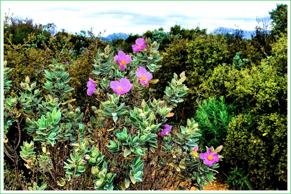 Fiori di macchia