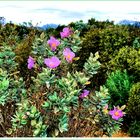 Fiori di macchia