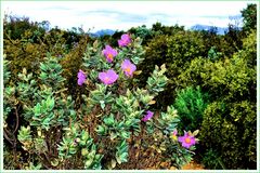 Fiori di macchia