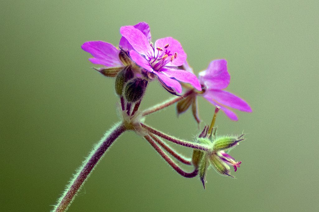 fiori di malva