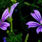 Fiori di malva...semplici ma la natura ci meraviglia sempre..