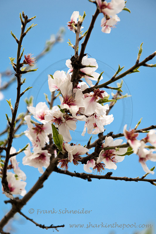 Fiori di mandorla