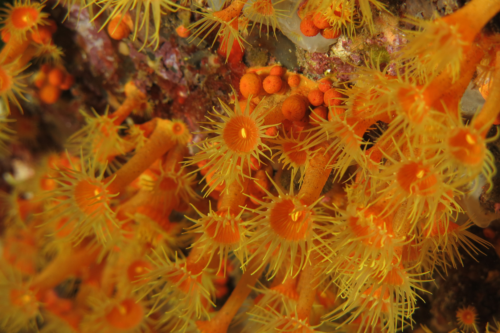 Fiori di mare