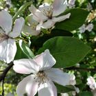 Fiori di mela cotogna