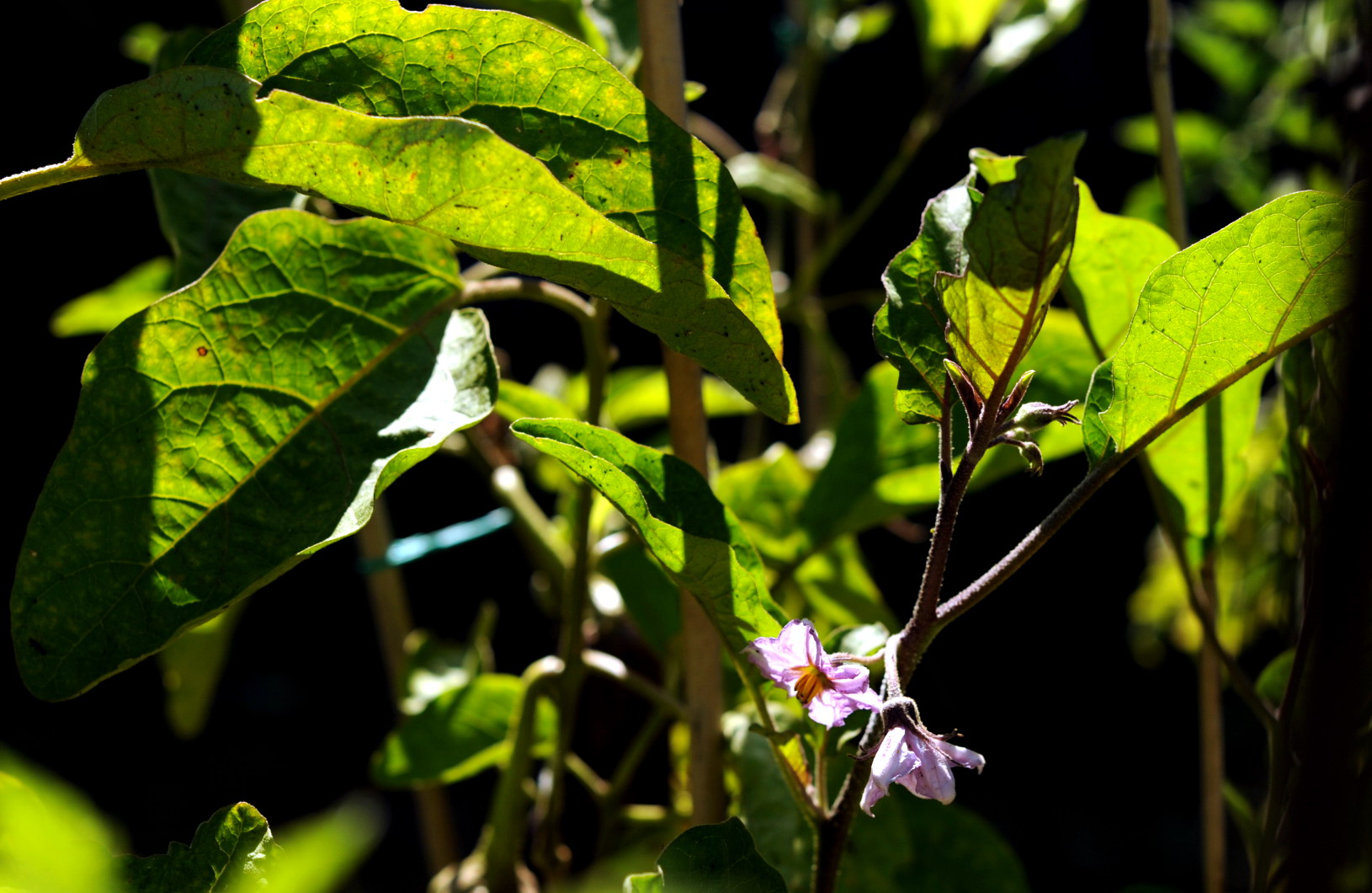 fiori di melanzana