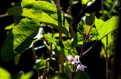 fiori di melanzana