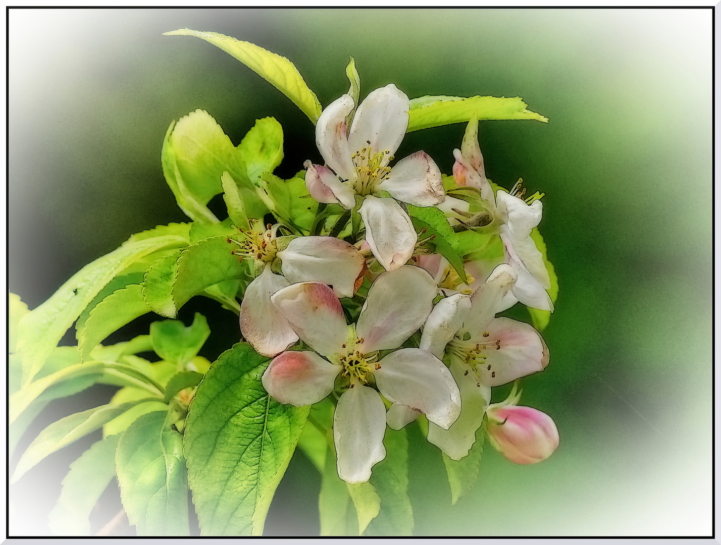 FIORI DI MELO