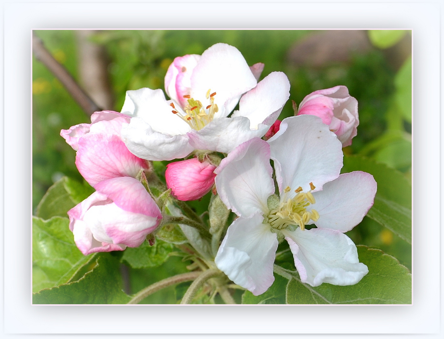 Fiori di melo