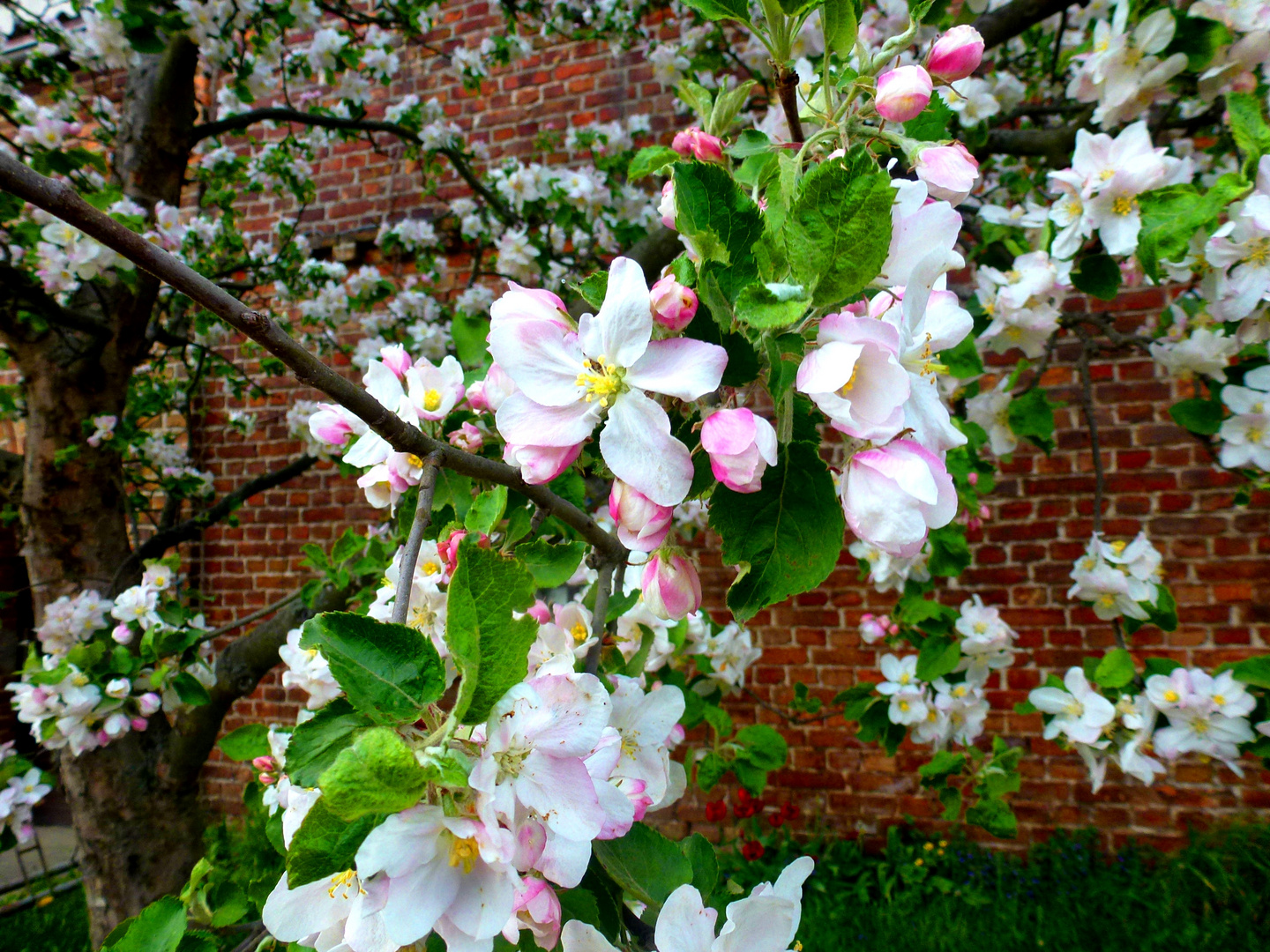 Fiori di melo