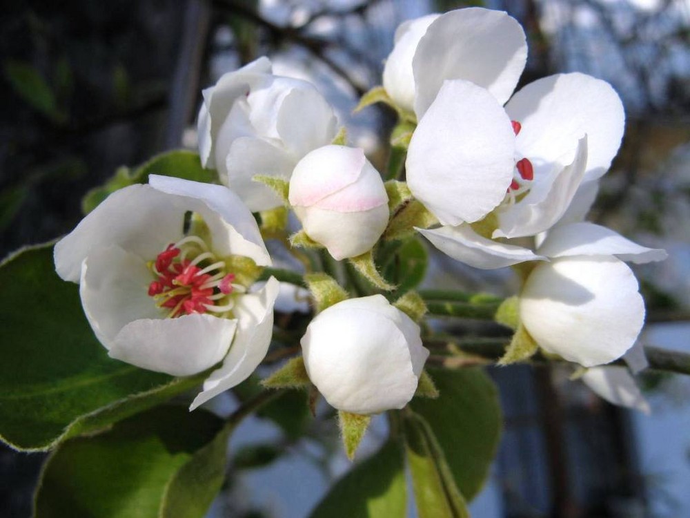 Fiori di melo (o di pero ?)