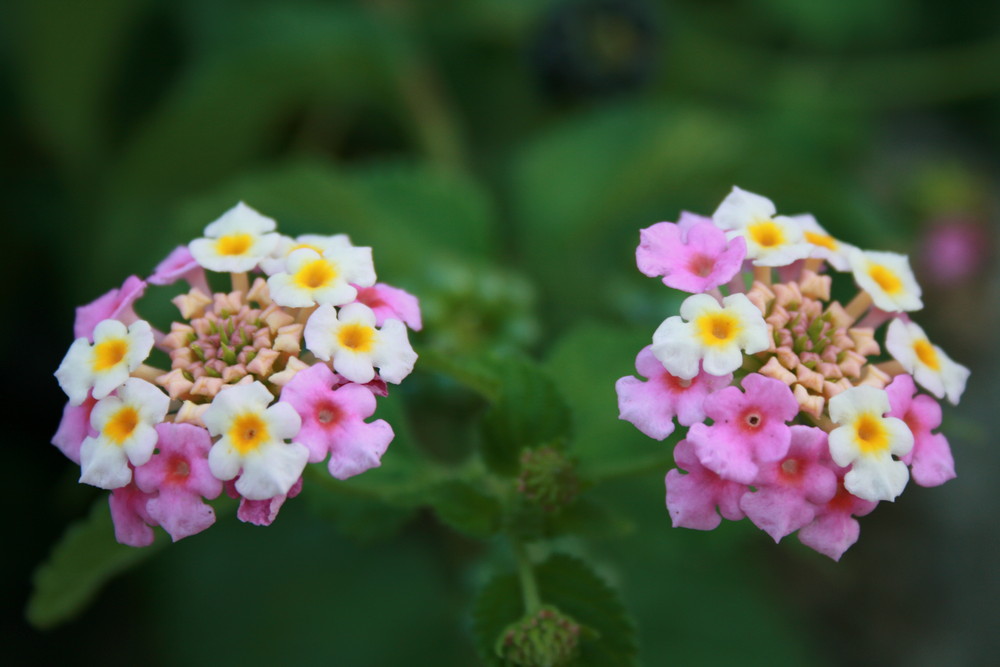 fiori di mirtillo