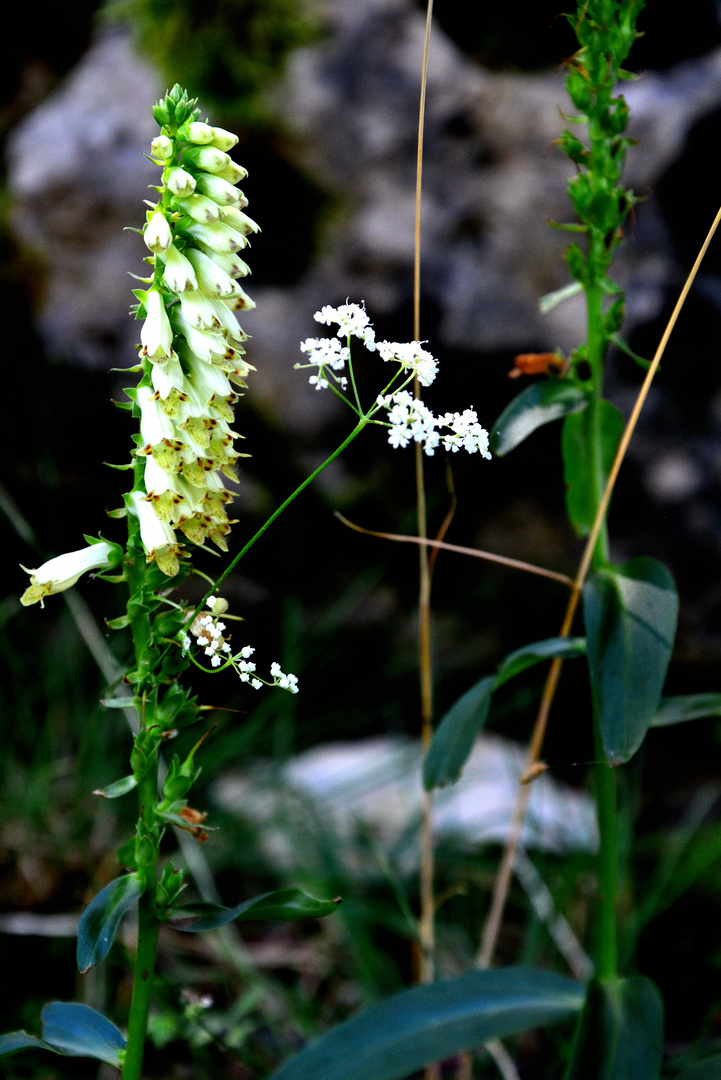 fiori di montagna 1