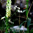 fiori di montagna 1