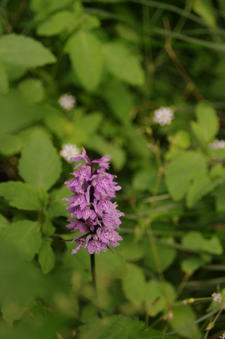 fiori di montagna