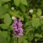 fiori di montagna