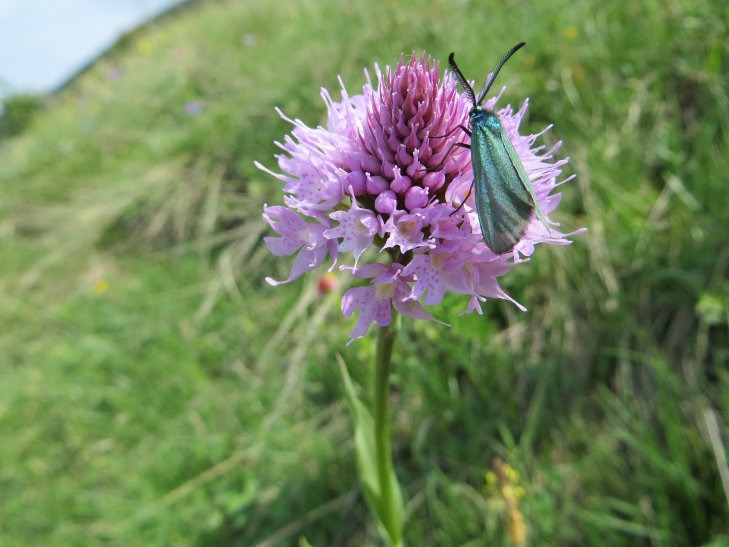 Fiori di montagna ( 2 )