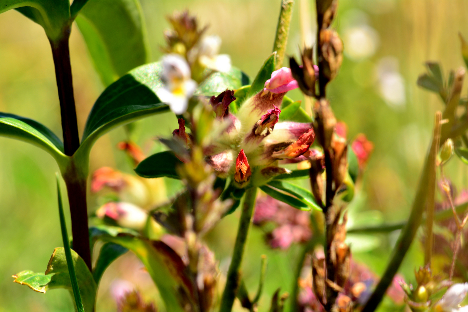 fiori di montagna 2