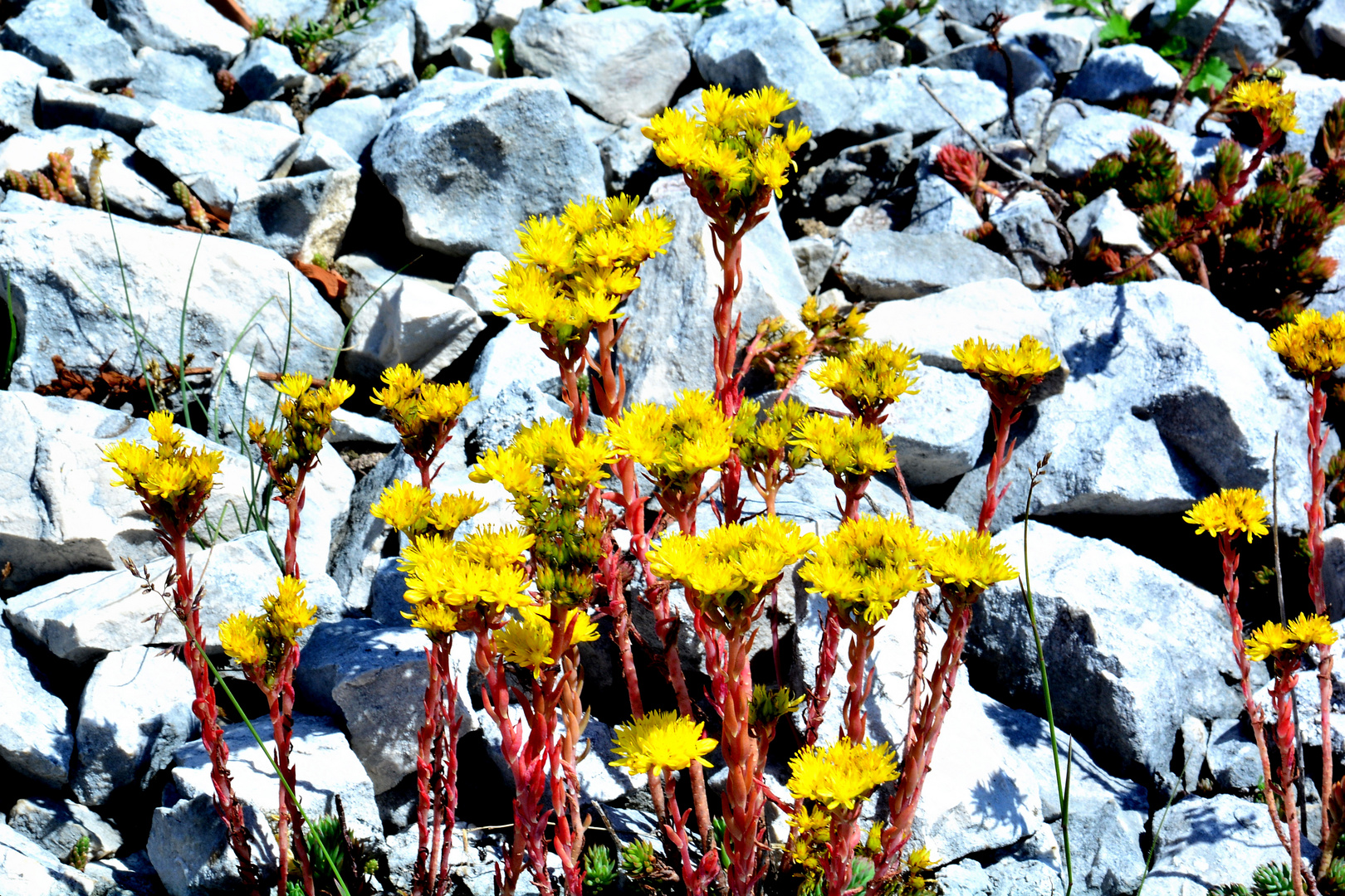 fiori di montagna 3