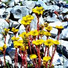 fiori di montagna 3