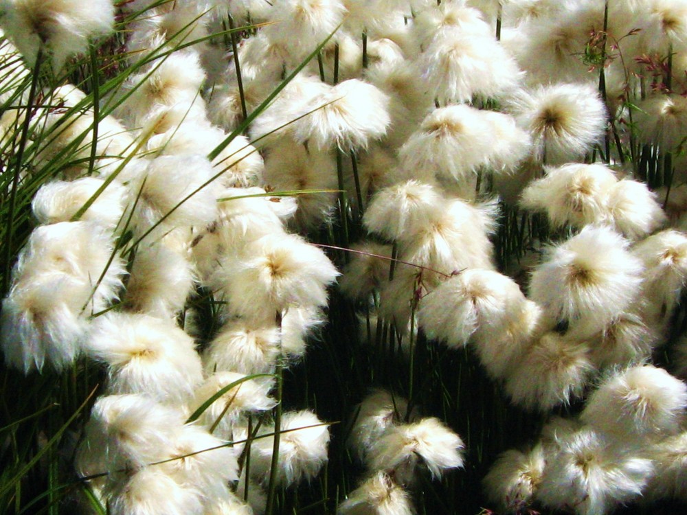 fiori di montagna