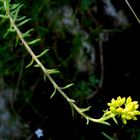 fiori di montagna 5